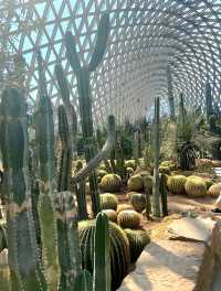 It's a cactus wonderland at Shanghai Botanical Gardens