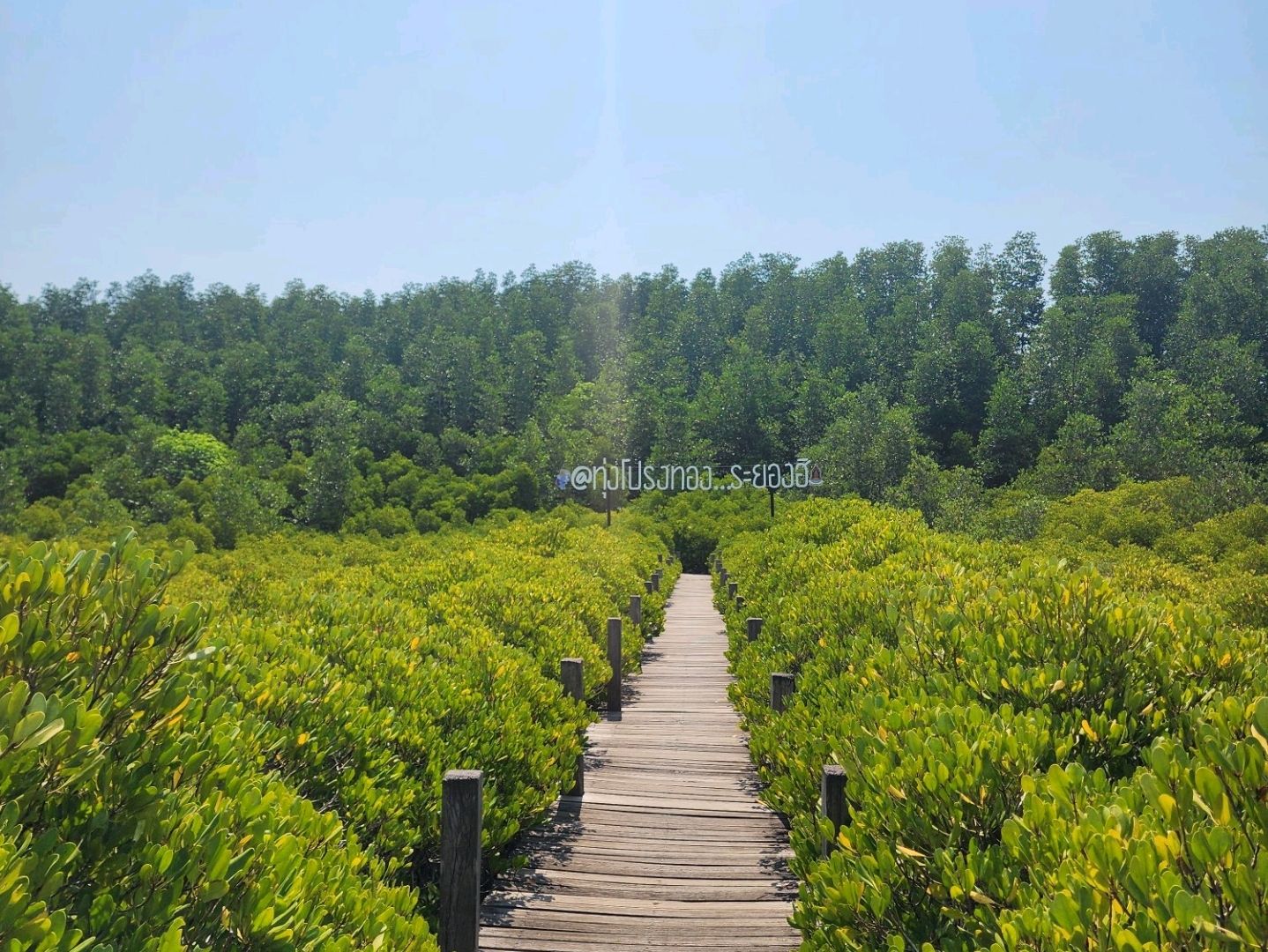 ทุ่งโปรงทอง