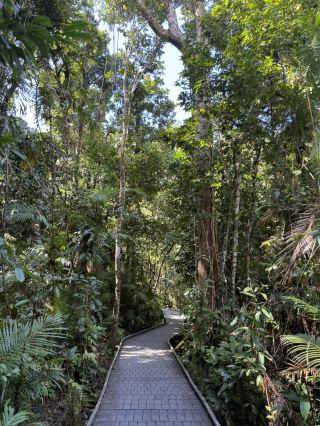 Cairns Daintree Madja Boardwalk Exploration!