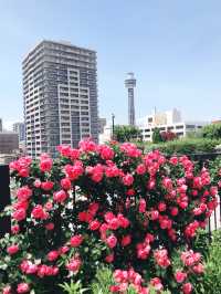 🌹横浜元町の薔薇から上瀬谷の花博へ：アメリカ山公園と未来のガーデン旅