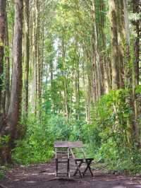 자연 속 힐링 여행 🌿 제주 비밀의 숲 산책기