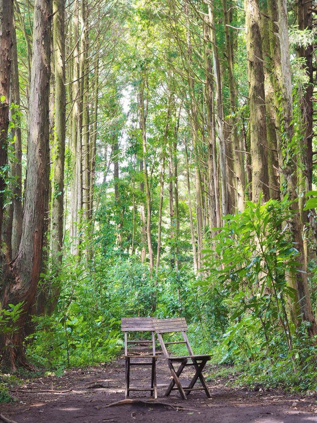 자연 속 힐링 여행 🌿 제주 비밀의 숲 산책기