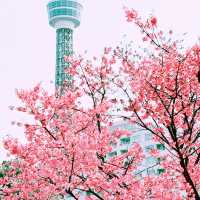 📸✨春の山下公園で横浜マリンタワーと桜、ホテルニューグランドと桜を一緒に撮影できる場所とコツ