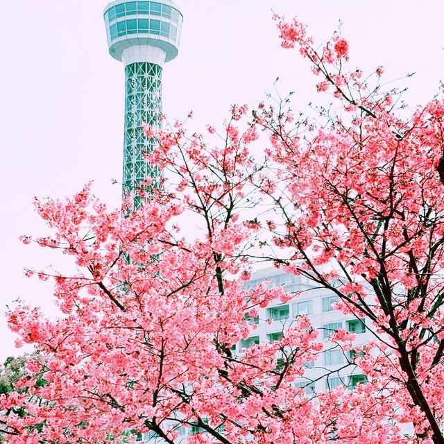 📸✨春の山下公園で横浜マリンタワーと桜、ホテルニューグランドと桜を一緒に撮影できる場所とコツ