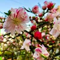 🌸都心の隠れ花見スポット：モモと桜が重なる早稲田鶴巻町🌸