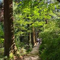 太白山絕美秘景～賞心悅目🌳  