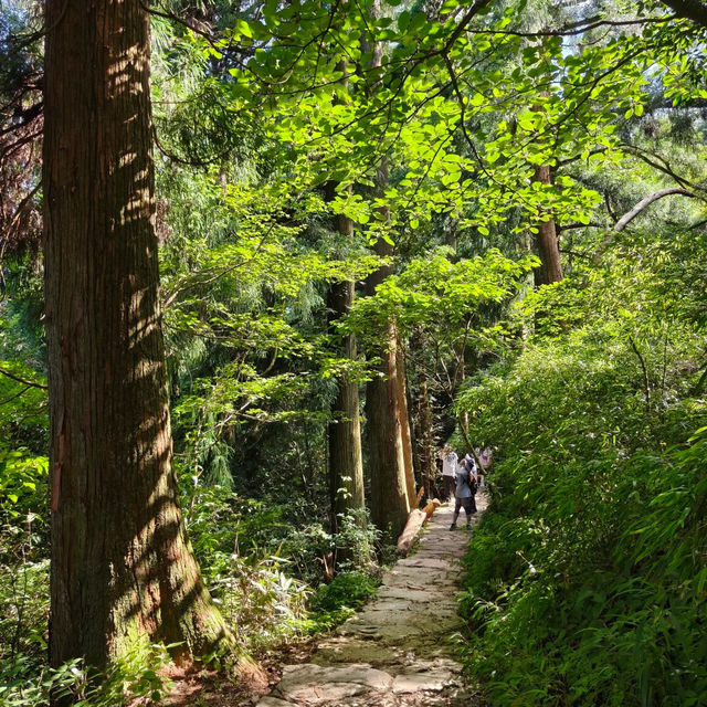 太白山絕美秘景～賞心悅目🌳  
