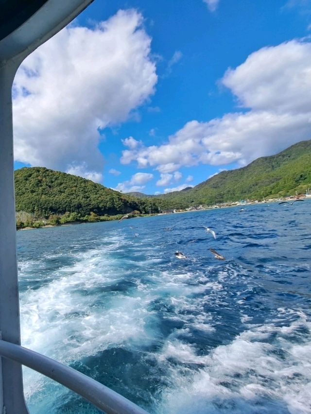 京都｜伊根之海與鷹鳥海鷗同遊船