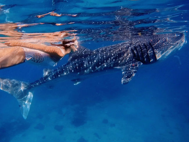 Swimming with Whale Sharks in Oslob, Cebu 🐋❤️