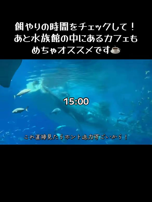 レンタカーで巡る沖縄1日プラン🚗✨