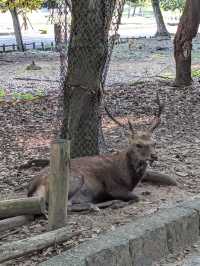 🦌 ตามหาน้องกวางที่ Nara Deer Park (奈良公園)