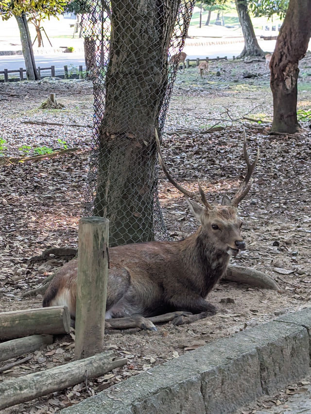 🦌 ตามหาน้องกวางที่ Nara Deer Park (奈良公園) 🦌 ตามหาน้องกวางที่ Nara Deer Park (奈良公園)