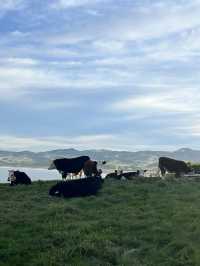坐纜車上Skyline俯瞰美景  