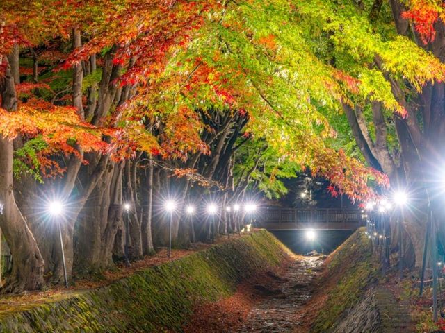 富士山と紅葉🗻🍁この景色はずるい！