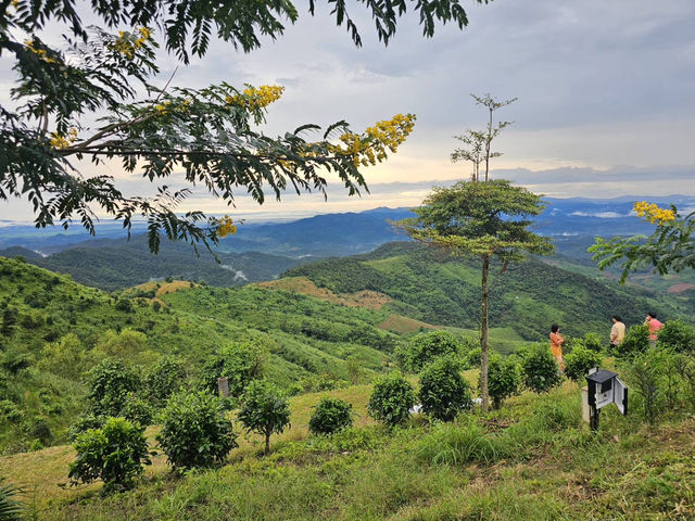 🌄 รีวิวดอยช้าง – ดินแดนหมอกและกาแฟ 🌄
