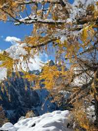 European larch