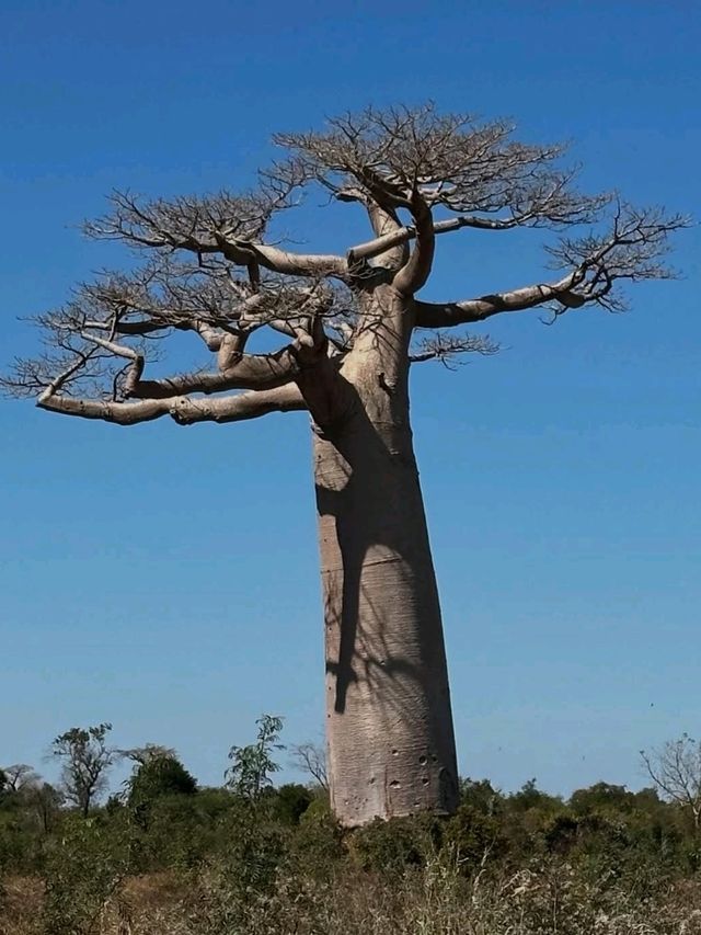 Walking Among Giants at the Avenue of the Baobabs