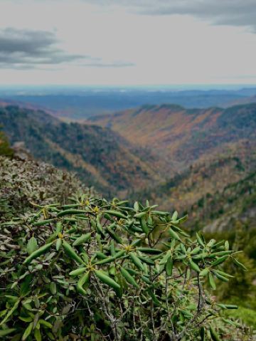 그레이트 스모키 마운틴 국립공원의 신비로운 마법