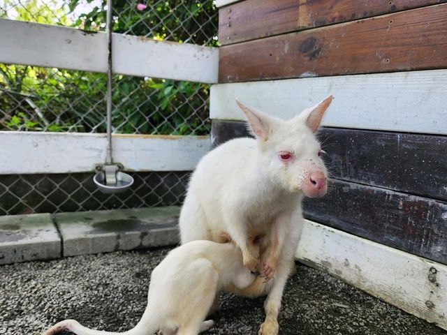 Spend a Wild Day at Yilan’s Lanyang Animal and Plant Kingdom 🦙✨ Spend a Wild Day at Yilan’s Lanyang Animal and Plant Kingdom 🦙✨