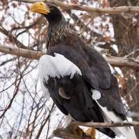 สวนสัตว์อาซาฮิยามะ asahiyama zoo