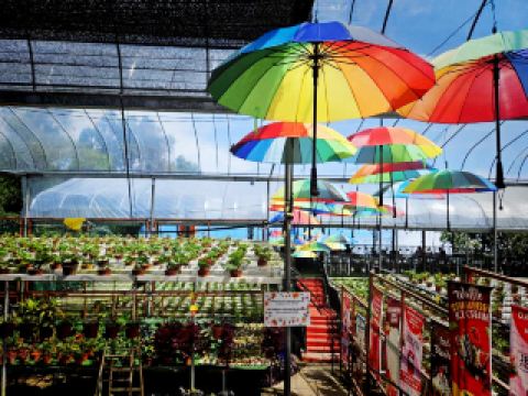 Gunung Jerai – 風光明媚なお祭り気分の山からの脱出