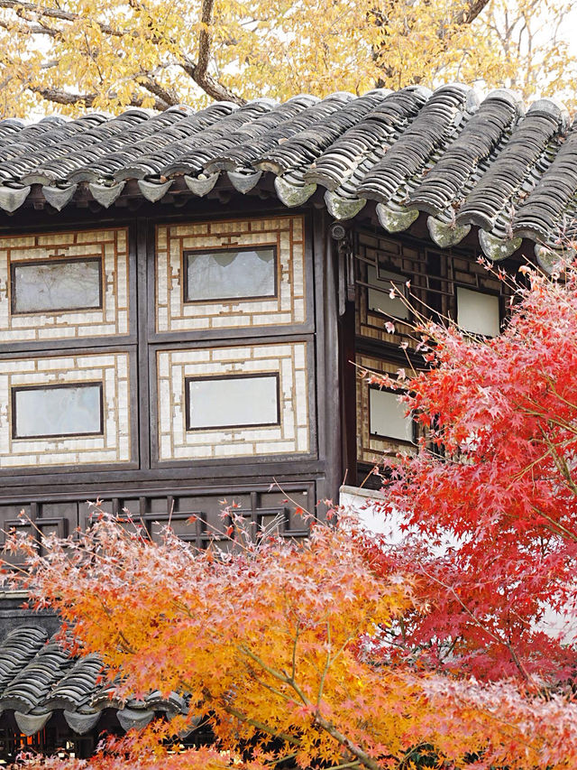 【拙政园】蘇州の秋を象徴するような🍁穏やかで美しい時間でした🍁 【拙政园】蘇州の秋を象徴するような🍁穏やかで美しい時間でした🍁