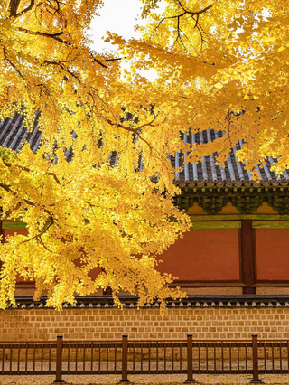 Seoul Travel Tip: The Golden Ginkgo Trees of Sungkyunkwan Myeongnyundang 🍂
