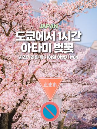 지금!! 도쿄에서 1시간이면 갈 수 있는 아타미 벚꽃 