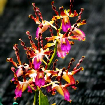 Cozy Family Staycation in Sungai Long with Food and Nature