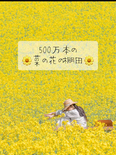 圧巻🌼500万本の菜の花畑🌼🌼🌼 | Trip.com 安曇野市