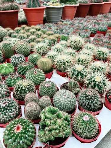 Scenic Desert Garden Experience in Cameron Highlands | Trip.com Brinchang