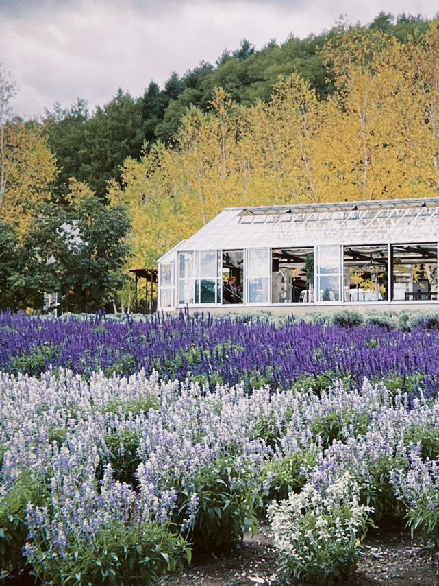 無料で楽しめるのにこの絶景、実は穴場の富田農場 | Trip.com 中富良野町