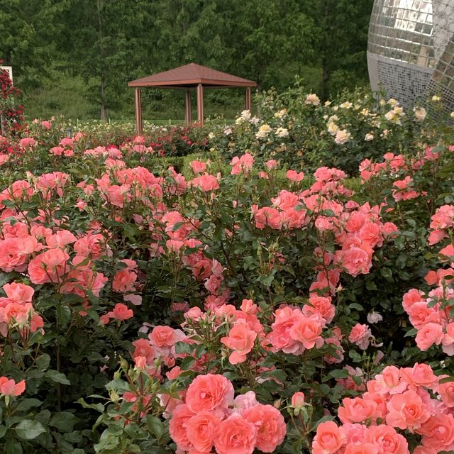 전라남도 장성 봄 여행지로 추천하는 장미공원🌹