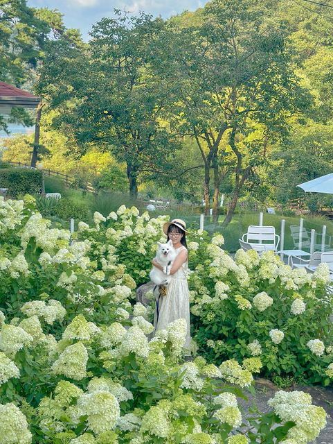 실시간 유럽 수국 가득 핀 담양 카페🍃💚 