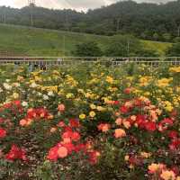 전라남도 장성 봄 여행지로 추천하는 장미공원🌹