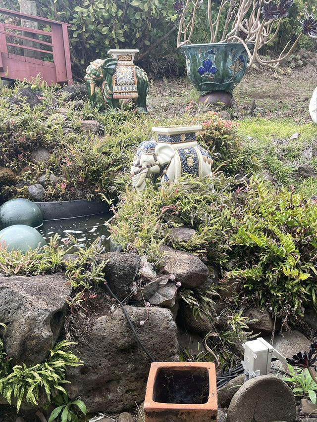 Discover the Serenity of Ali‘i Kula Lavender Farm – Maui’s Hidden Gem