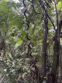 🇵🇪アマゾン川の大自然を体感🦥🦜🐒イキトス発アマゾンツアー