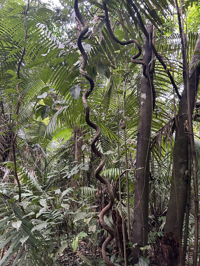 🇵🇪アマゾン川の大自然を体感🦥🦜🐒イキトス発アマゾンツアー