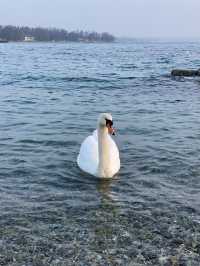 🇨🇭스위스 제네바 : 레만 호수의 일출은 아름다웠다