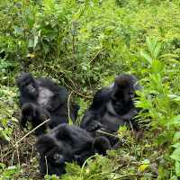 Safari in Rwanda 🇷🇼 