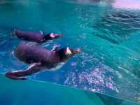 National SEA LIFE Centre Birmingham 🇬🇧