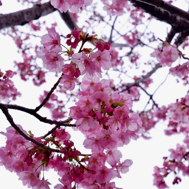🌸Tokyo's Cherry Blossom Splendor🌸