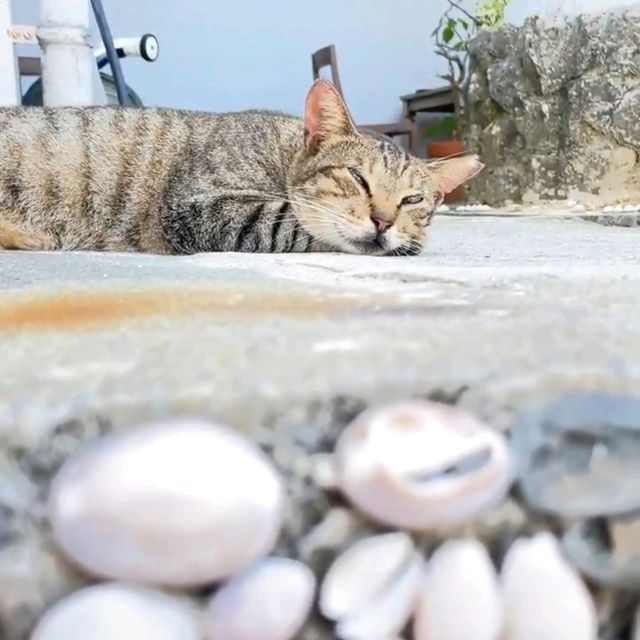 🎣新原沙灘🏖超秘境的海灘🌊海水超級乾淨