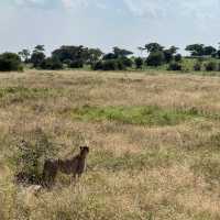 Serengeti Safari: Where Nature Comes Alive 🐘🦒🦓🐆🦏