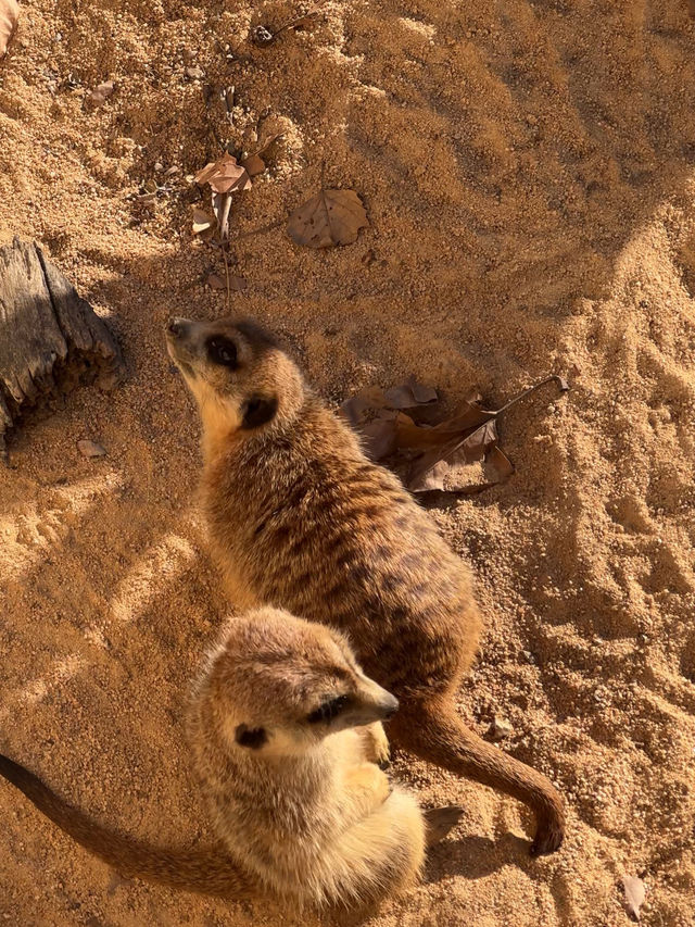 Safari Serenity at Barcelona Zoo! 🦩