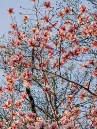 Blossoms & Bookshops: Springtime Charm in Notting Hill