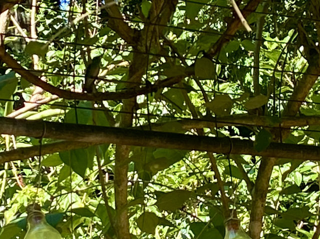 Spring Colors at Iguazu