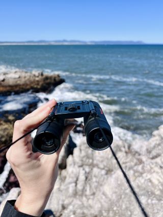 Hermanus Bay Whale Watching – Front-Row Seat to Ocean Giants 🐋