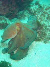 Olympos Marine Park