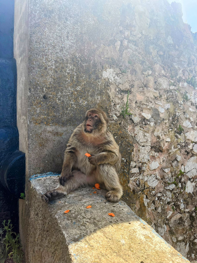 Monkeying around on Gibraltar🇬🇮 